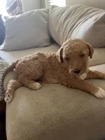 Butterscotch, a female Goldendoodle and Bernedoodle for sale in Surprise, AZ – Photo 5 of 6
