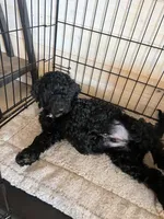 Midnight, a female Goldendoodle and Bernedoodle for sale in Surprise, AZ – 5 of 7