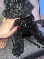 Midnight, a female Goldendoodle and Bernedoodle for sale in Surprise, AZ – 7 of 7