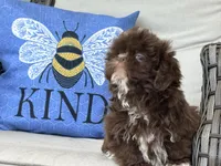 Brownie, a male Shih Tzu for sale in Denton, NC – 5 of 6