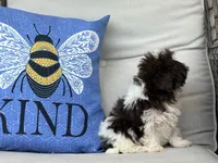 Nugget, a male Shih Tzu for sale in Denton, NC – 5 of 6