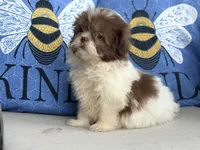Pebbles , a female Shih Tzu for sale in Denton, NC – 3 of 7