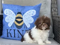 Poppy, a female Shih Tzu for sale in Denton, NC – 5 of 7
