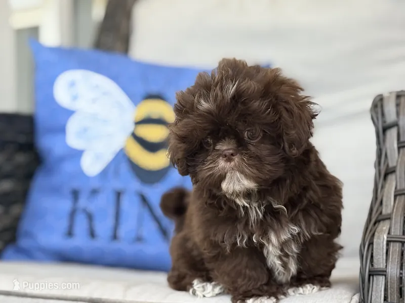Brownie – Shih Tzu puppy for sale in Denton, NC