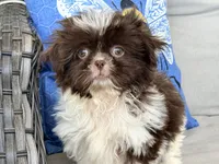 Buttons, a female Shih Tzu for sale in Denton, NC – 5 of 8