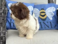 Pebbles , a female Shih Tzu for sale in Denton, NC – 6 of 7