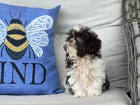 Buttons, a female Shih Tzu for sale in Denton, NC – 4 of 8