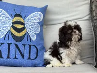 Nugget, a male Shih Tzu for sale in Denton, NC – 3 of 6