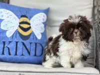 Buttons, a female Shih Tzu for sale in Denton, NC – 2 of 8