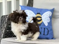 Buttons, a female Shih Tzu for sale in Denton, NC – 3 of 8