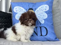 Poppy, a female Shih Tzu for sale in Denton, NC – 3 of 7