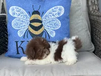 Poppy, a female Shih Tzu for sale in Denton, NC – 6 of 7