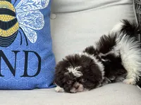 Nugget, a male Shih Tzu for sale in Denton, NC – 6 of 6