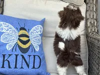 Buttons, a female Shih Tzu for sale in Denton, NC – 7 of 8