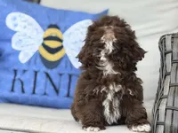 Brownie, a male Shih Tzu for sale in Denton, NC – 3 of 6