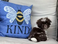 Buttons, a female Shih Tzu for sale in Denton, NC – 6 of 8