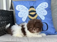 Poppy, a female Shih Tzu for sale in Denton, NC – 4 of 7
