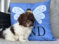 Poppy, a female Shih Tzu for sale in Denton, NC – 2 of 7