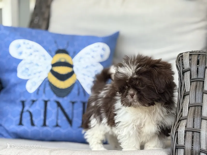 Buttons – Shih Tzu puppy for sale in Denton, NC