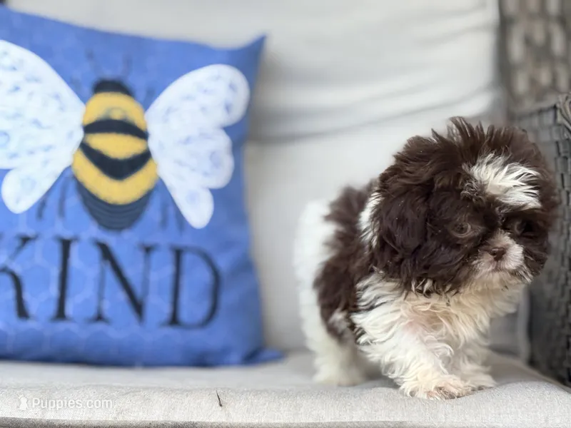Nugget – Shih Tzu puppy for sale in Denton, NC