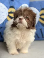Pebbles , a female Shih Tzu for sale in Denton, NC – 2 of 7