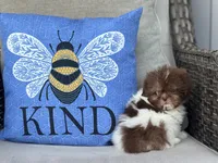 Poppy, a female Shih Tzu for sale in Denton, NC – 7 of 7