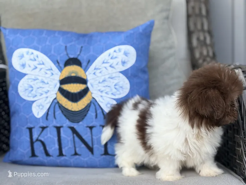 Poppy – Shih Tzu puppy for sale in Denton, NC