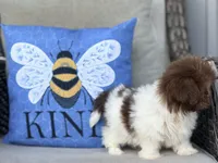 Poppy, a female Shih Tzu for sale in Denton, NC – 1 of 7