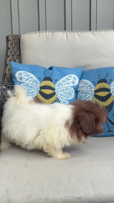 Pebbles , a female Shih Tzu for sale in Denton, NC – 7 of 7