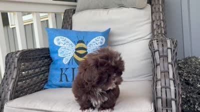 Brownie, a male Shih Tzu for sale in Denton, NC – 6 of 6