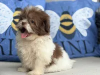 Pebbles , a female Shih Tzu for sale in Denton, NC – 1 of 7