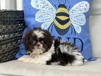 Buttons, a female Shih Tzu for sale in Denton, NC – 8 of 8