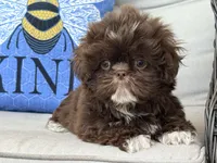 Brownie, a male Shih Tzu for sale in Denton, NC – 4 of 6