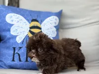 Brownie, a male Shih Tzu for sale in Denton, NC – 2 of 6