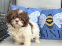 Pebbles , a female Shih Tzu for sale in Denton, NC – 5 of 7