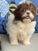 Pebbles , a female Shih Tzu for sale in Denton, NC – 4 of 7