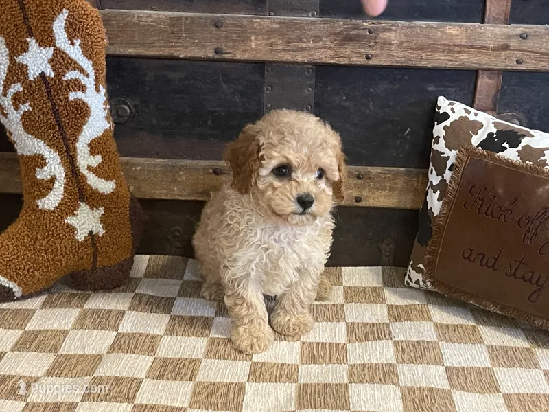 Buster – Cavapoo, Cavalier King Charles Spaniel puppy for sale in Fulton, KS
