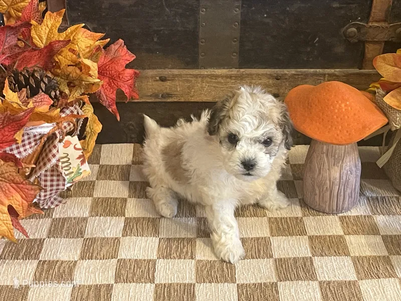 Jill – Cavalier King Charles Spaniel, Cavachon puppy for sale in Fulton, KS