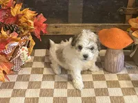Jill, a female Cavalier King Charles Spaniel and Cavachon for sale in Fulton, KS – 1 of 5