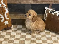 Baxter, a male Cavapoo and Cavalier King Charles Spaniel for sale in Fulton, KS – 7 of 7