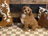Duke, a male Cavapoo and Cavalier King Charles Spaniel for sale in Fulton, KS – 3 of 6