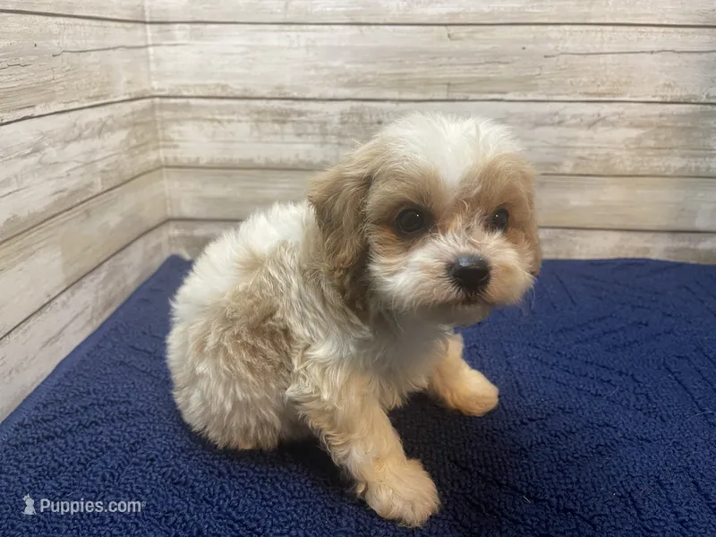 William – Cavapoo, Cavalier King Charles Spaniel puppy for sale in Fulton, KS