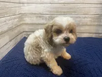 William, a male Cavapoo and Cavalier King Charles Spaniel for sale in Fulton, KS – 1 of 4