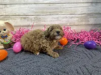 Winston, a male Cavapoo and Cavalier King Charles Spaniel for sale in Fulton, KS – Photo 4 of 5
