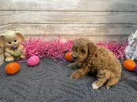 Winston, a male Cavapoo and Cavalier King Charles Spaniel for sale in Fulton, KS – Photo 3 of 5