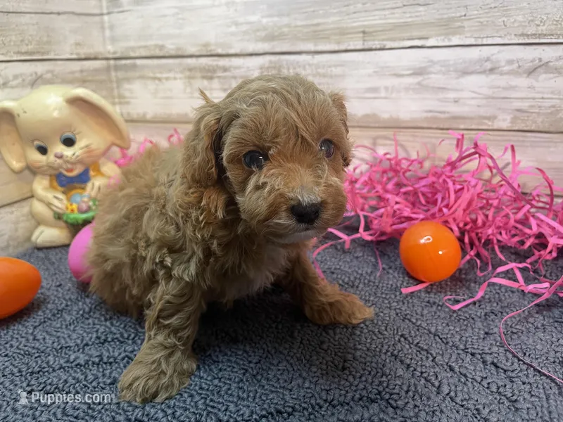 Winston – Cavapoo, Cavalier King Charles Spaniel puppy for sale in Fulton, KS