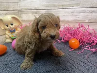Winston, a male Cavapoo and Cavalier King Charles Spaniel for sale in Fulton, KS – Photo 1 of 5