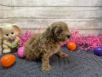 Winston, a male Cavapoo and Cavalier King Charles Spaniel for sale in Fulton, KS – Photo 5 of 5