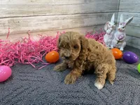 Winston, a male Cavapoo and Cavalier King Charles Spaniel for sale in Fulton, KS – Photo 2 of 5