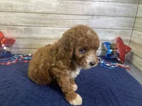 Sophie, a female Cavapoo and Cavalier King Charles Spaniel for sale in Fulton, KS – 2 of 8